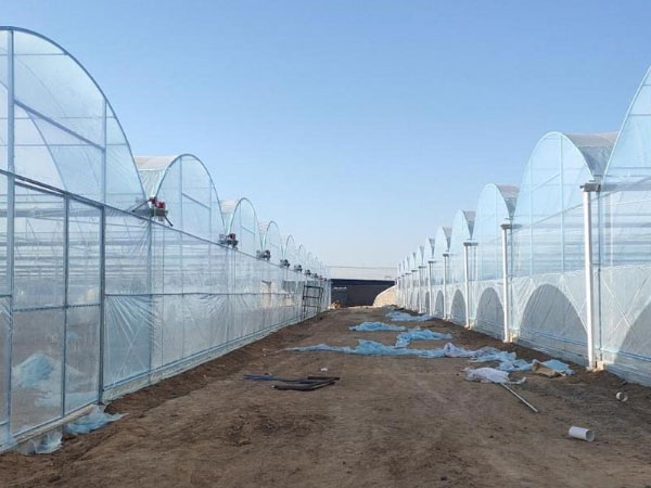 連棟薄膜溫室大棚適合種植哪些作物