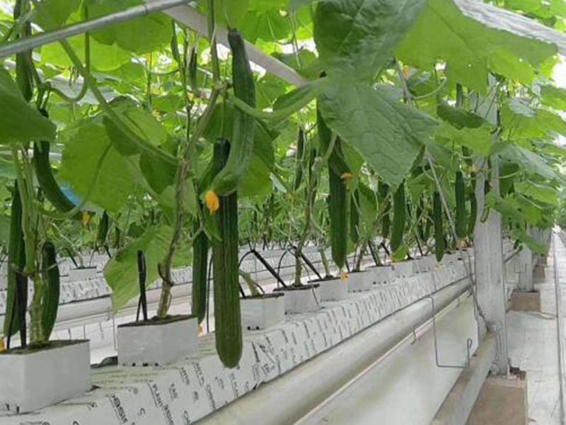 哪種方法適合在室內種植蔬菜呢